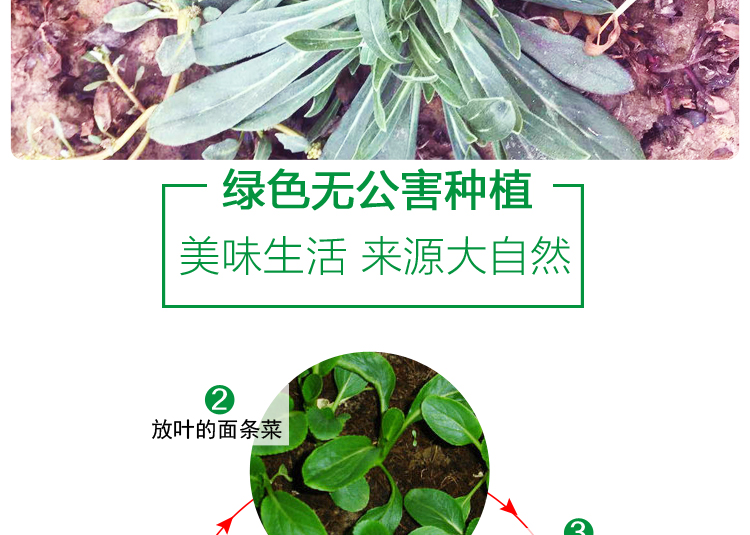 厂家面条菜新鲜5斤野菜蒸菜羊蹄颗新鲜蔬菜时令