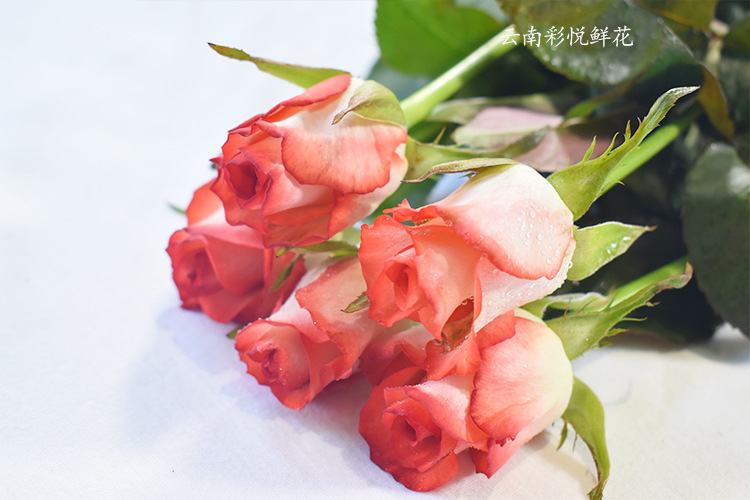 [胭脂扣玫瑰]蔷薇花 婚礼家居装饰 精品红边玫瑰花